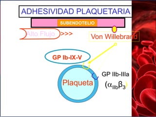 SUBENDOTELIO
ADHESIVIDAD PLAQUETARIA
Von Willebrand
GP Ib-IX-V
GP IIb-IIIa
(IIbβ3)Plaqueta
Alto Flujo >>>
 