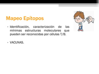 Mapeo Epítopos  Identificación, caracterización de las mínimas estructuras moleculares que pueden ser reconocidas por células T/B. VACUNAS. 