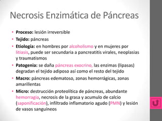 Necrosis Enzimática de Páncreas
• Proceso: lesión irreversible
• Tejido: páncreas
• Etiología: en hombres por alcoholismo y en mujeres por
  litiasis, puede ser secundaria a pancreatitis virales, neoplasias
  y traumatismos
• Patogenia: se daña páncreas exocrino, las enzimas (lipasas)
  degradan el tejido adiposo así como el resto del tejido
• Macro: páncreas edematoso, zonas hemorrágicas, zonas
  amarillentas
• Micro: destrucción proteolítica de páncreas, abundante
  hemorragia, necrosis de la grasa y acumulo de calcio
  (saponificación), infiltrado inflamatorio agudo (PMN) y lesión
  de vasos sanguíneos
 