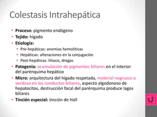 Colestasis Intrahepática
• Proceso: pigmento endógeno
• Tejido: hígado
• Etiología:
  • Pre-hepáticas: anemias hemolíticas
  • Hepáticas: alteraciones en la conjugación
  • Post-hepáticas: litiasis, drogas
• Patogenia: acumulación de pigmentos biliares en el interior
  del parénquima hepático
• Micro: arquitectura del hígado respetada, material negruzco o
  verdoso en los conductos biliares, aspecto algodonoso de
  hepatocitos, destrucción focal del parénquima produce lagos
  biliares
• Tinción especial: tinción de Hall
 