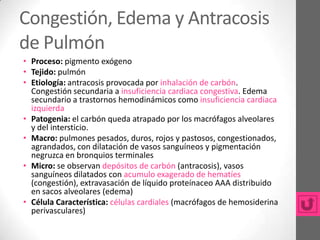 Congestión, Edema y Antracosis
de Pulmón
• Proceso: pigmento exógeno
• Tejido: pulmón
• Etiología: antracosis provocada por inhalación de carbón.
  Congestión secundaria a insuficiencia cardiaca congestiva. Edema
  secundario a trastornos hemodinámicos como insuficiencia cardiaca
  izquierda
• Patogenia: el carbón queda atrapado por los macrófagos alveolares
  y del intersticio.
• Macro: pulmones pesados, duros, rojos y pastosos, congestionados,
  agrandados, con dilatación de vasos sanguíneos y pigmentación
  negruzca en bronquios terminales
• Micro: se observan depósitos de carbón (antracosis), vasos
  sanguíneos dilatados con acumulo exagerado de hematíes
  (congestión), extravasación de líquido proteínaceo AAA distribuido
  en sacos alveolares (edema)
• Célula Característica: células cardiales (macrófagos de hemosiderina
  perivasculares)
 