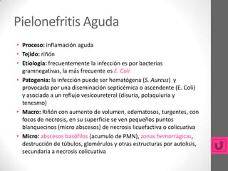 Pielonefritis Aguda
• Proceso: inflamación aguda
• Tejido: riñón
• Etiología: frecuentemente la infección es por bacterias
  gramnegativas, la más frecuente es E. Coli
• Patogenia: la infección puede ser hematógena (S. Aureus) y
  provocada por una diseminación septicémica o ascendente (E. Coli)
  y asociada a un reflujo vesicoureteral (disuria, polaquiuria y
  tenesmo)
• Macro: Riñón con aumento de volumen, edematosos, turgentes, con
  focos de necrosis, en su superficie se ven pequeños puntos
  blanquecinos (micro abscesos) de necrosis licuefactiva o colicuativa
• Micro: abscesos basófilos (acumulo de PMN), zonas hemorrágicas,
  destrucción de túbulos, glomérulos y otras estructuras por autolisis,
  secundaria a necrosis colicuativa
 