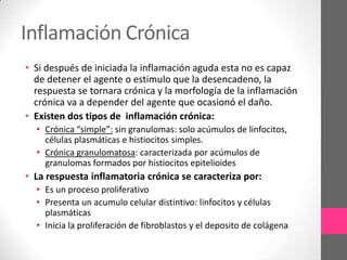 Inflamación Crónica
• Si después de iniciada la inflamación aguda esta no es capaz
  de detener el agente o estimulo que la desencadeno, la
  respuesta se tornara crónica y la morfología de la inflamación
  crónica va a depender del agente que ocasionó el daño.
• Existen dos tipos de inflamación crónica:
  • Crónica “simple”: sin granulomas: solo acúmulos de linfocitos,
    células plasmáticas e histiocitos simples.
  • Crónica granulomatosa: caracterizada por acúmulos de
    granulomas formados por histiocitos epitelioides
• La respuesta inflamatoria crónica se caracteriza por:
  • Es un proceso proliferativo
  • Presenta un acumulo celular distintivo: linfocitos y células
    plasmáticas
  • Inicia la proliferación de fibroblastos y el deposito de colágena
 