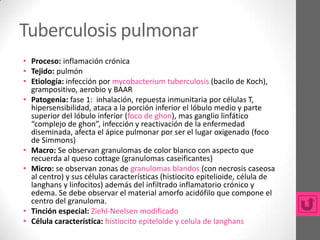 Tuberculosis pulmonar
• Proceso: inflamación crónica
• Tejido: pulmón
• Etiología: infección por mycobacterium tuberculosis (bacilo de Koch),
  grampositivo, aerobio y BAAR
• Patogenia: fase 1: inhalación, repuesta inmunitaria por células T,
  hipersensibilidad, ataca a la porción inferior el lóbulo medio y parte
  superior del lóbulo inferior (foco de ghon), mas ganglio linfático
  “complejo de ghon”, infección y reactivación de la enfermedad
  diseminada, afecta el ápice pulmonar por ser el lugar oxigenado (foco
  de Simmons)
• Macro: Se observan granulomas de color blanco con aspecto que
  recuerda al queso cottage (granulomas caseificantes)
• Micro: se observan zonas de granulomas blandos (con necrosis caseosa
  al centro) y sus células características (histiocito epitelioide, célula de
  langhans y linfocitos) además del infiltrado inflamatorio crónico y
  edema. Se debe observar el material amorfo acidófilo que compone el
  centro del granuloma.
• Tinción especial: Ziehl-Neelsen modificado
• Célula característica: histiocito epiteloide y celula de langhans
 