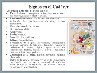 Signos en el Cadáver
Coloración de la piel. Se puede deber a:
•  Tinte ictérico: corresponde a intoxicación causada
por fósforo, arsénico, alcohol etílico.
•  Rosado cereza: monóxido de carbono, cianuros.
•  Achocolatada: nitrobenceno, cloratos, nitritos,
acetanilida.
•  Cianosis: bióxido de carbono.
•  Gris azuloso: plata.
•  Azul: yodo.
•  Pardo: bromuro
•  Amarillo: ácido nítrico
•  Palidez: formaldehído
•  Erupciones de la piel. Acetanilida, aminopirona,
aspirina, arsénico, barbitúricos, bismutos, bromuros,
derivados de tiourea, digital, ergota, fenacetina,
fenoftaleína, fósforo, mercurio, morfina, penicilina,
quinina, sulfas, talco, yoduros.
•  Coloración de la encía. Plomo, mercurio, bismuto,
plata, cobre.
•  Color de la sangre. Rosado cereza en la intoxicación
ocasionada por cianuros y monóxido de carbono;
achocolatado en intoxicación por nitritos, cloratos,
nitrobenceno y acetanilida.
 
