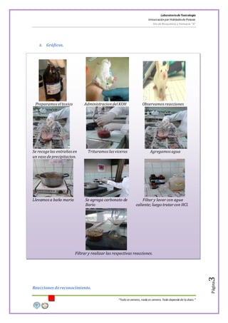 LaboratoriodeToxicología
Intoxicaciónpor Hidróxidode Potasio
5to de Bioquímica y Farmacia “A”
“Todo es veneno, nada es veneno. Todo depende de la dosis.”
Página3
8. Gráficos.
Preparamoseltoxico AdministraciondelKOH Observamos reacciones
Se recogelas entrañasen Trituramos las viceras Agregamos agua
un vaso deprecipitacion.
Llevamosa baño maria Se agraga carbonato de Filtar y lavar con agua
Bario caliente; luego tratarcon HCl.
Filtrar y realizar las respectivas reacciones.
Reacciones dereconocimiento.
 