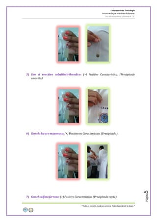 LaboratoriodeToxicología
Intoxicaciónpor Hidróxidode Potasio
5to de Bioquímica y Farmacia “A”
“Todo es veneno, nada es veneno. Todo depende de la dosis.”
Página5
5) Con el reactivo cobaltinitrilosodico: (+) Positivo Característico. (Precipitado
amarillo).
6) Con el cloruroestannoso:(+) Positivo no Característico.(Precipitado).
7) Con el sulfatoferroso:(+) Positivo Característico.(Precipitado verde).
 