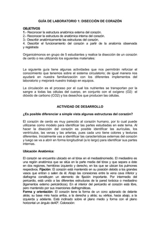 GUÍA DE LABORATORIO 1: DISECCIÓN DE CORAZÓN

OBJETIVOS
1.- Reconocer la estructura anatómica externa del corazón.
2.- Reconocer la estructura de anatómica interna del corazón.
3.- Describir anatómicamente las estructuras del corazón.
4. Describir el funcionamiento del corazón a partir de la anatomía observada
y registrada

Organicémonos en grupo de 5 estudiantes y realice la disección de un corazón
de cerdo o res utilizando los siguientes materiales:


La siguiente guía tiene algunas actividades que nos permitirán reforzar el
conocimiento que tenemos sobre el sistema circulatorio; de igual manera nos
ayudará en nuestra familiarización con los diferentes implementos del
laboratorio y mejorará nuestro trabajo en equipos.

La circulación es el proceso por el cual los nutrientes se transportan por la
sangre a todas las células del cuerpo, en conjunto con el oxígeno (O2) el
dióxido de carbono (CO2) y los desechos que producen las células.


                         ACTIVIDAD DE DESARROLLO

¿Es posible diferenciar a simple vista algunas estructuras del corazón?

El corazón de cerdo es muy parecido al corazón humano, por lo cual puede
utilizarse como modelo para identificar las partes estudiadas en este tema. Al
hacer la disección del corazón es posible identificar las aurículas, los
ventrículos, las venas y las arterias, pues cada uno tiene colores y texturas
diferentes. Inicialmente vas a identificar las características externas del corazón
y luego se va a abrir en forma longitudinal (a lo largo) para identificar sus partes
internas.

Ubicación Anatómica:

El corazón se encuentra ubicado en el tórax en el mediastinomedio. El mediastino es
una región anatómica que se sitúa en la parte media del tórax y que separa a éste
en dos regiones, hemitórax izquierdo y derecho, en los que se ubican los pulmones
respectivos. Fijación: El corazón está mantenido en su posición debido a los grandes
vasos que entran o salen de él. Abajo las conexiones entre la vena cava inferior y
diafragma constituyen un elemento de fijación importante. Por intermedio del
pericardio, está unido a las diferentes estructuras de la pared torácica o mediastino
(ligamentos externo pericárdicos). En el interior del pericardio el corazón está libre,
pero mantenido por sus inserciones diafragmáticas.
Forma y orientación: El corazón tiene la forma de un cono aplanado de delante
atrás; su base mira hacia arriba, a la derecha y atrás; su vértice, hacia abajo, a la
izquierda y adelante. Está inclinado sobre el plano medio y forma con el plano
horizontal un ángulo de40º. Coloración:
 