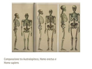 Comparazione tra Australopiteco, Homo erectus e
Homo sapiens
 