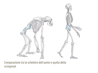 Comparazione tra lo scheletro dell'uomo e quella dello
scimpanzè
 
