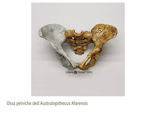 Ossa pelviche dell'Australopithecus Afarensis
 