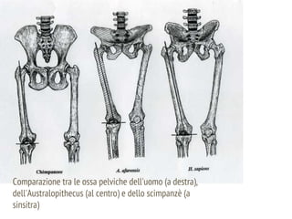 Comparazione tra le ossa pelviche dell'uomo (a destra),
dell'Australopithecus (al centro) e dello scimpanzè (a
sinsitra)
 