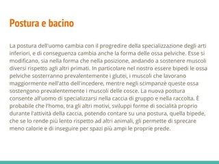Postura e bacino
La postura dell'uomo cambia con il progredire della specializzazione degli arti
inferiori, e di conseguenza cambia anche la forma delle ossa pelviche. Esse si
modificano, sia nella forma che nella posizione, andando a sostenere muscoli
diversi rispetto agli altri primati. In particolare nel nostro essere bipedi le ossa
pelviche sosterranno prevalentemente i glutei, i muscoli che lavorano
maggiormente nell'atto dell'incedere, mentre negli scimpanzè queste ossa
sostengono prevalentemente i muscoli delle cosce. La nuova postura
consente all'uomo di specializzarsi nella caccia di gruppo e nella raccolta. È
probabile che l'homo, tra gli altri motivi, sviluppi forme di socialità proprio
durante l'attività della caccia, potendo contare su una postura, quella bipede,
che se lo rende più lento rispetto ad altri animali, gli permette di sprecare
meno calorie e di inseguire per spazi più ampi le proprie prede.
 