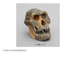 Cranio di Australopithecus
 