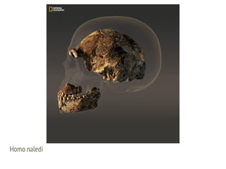 Homo naledi
 