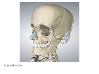 Cranio di uomo
 
