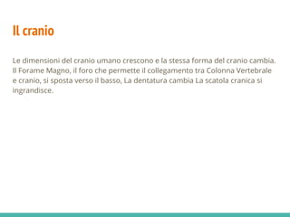 Il cranio
Le dimensioni del cranio umano crescono e la stessa forma del cranio cambia.
Il Forame Magno, il foro che permette il collegamento tra Colonna Vertebrale
e cranio, si sposta verso il basso, La dentatura cambia La scatola cranica si
ingrandisce.
 