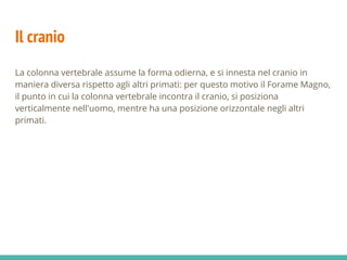 Il cranio
La colonna vertebrale assume la forma odierna, e si innesta nel cranio in
maniera diversa rispetto agli altri primati: per questo motivo il Forame Magno,
il punto in cui la colonna vertebrale incontra il cranio, si posiziona
verticalmente nell'uomo, mentre ha una posizione orizzontale negli altri
primati.
 
