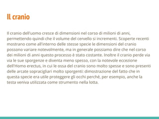 Il cranio
Il cranio dell'uomo cresce di dimensioni nel corso di milioni di anni,
permettendo quindi che il volume del cervello si incrementi. Scoperte recenti
mostrano come all'interno delle stesse specie le dimensioni del cranio
possono variare notevolmente, ma in generale possiamo dire che nel corso
dei milioni di anni questo processo è stato costante. Inoltre il cranio perde via
via le sue sporgenze e diventa meno spesso, con la notevole eccezione
dell'Homo erectus, in cui le ossa del cranio sono molto spesse e sono presenti
delle arcate sopracigliari molto sporgenti: dimostrazione del fatto che in
questa specie era utile proteggere gli occhi perché, per esempio, anche la
testa veniva utilizzata come strumento nella lotta.
 