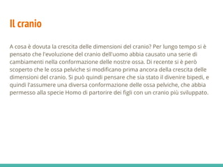 Il cranio
A cosa è dovuta la crescita delle dimensioni del cranio? Per lungo tempo si è
pensato che l'evoluzione del cranio dell'uomo abbia causato una serie di
cambiamenti nella conformazione delle nostre ossa. Di recente si è però
scoperto che le ossa pelviche si modificano prima ancora della crescita delle
dimensioni del cranio. Si può quindi pensare che sia stato il divenire bipedi, e
quindi l'assumere una diversa conformazione delle ossa pelviche, che abbia
permesso alla specie Homo di partorire dei figli con un cranio più sviluppato.
 
