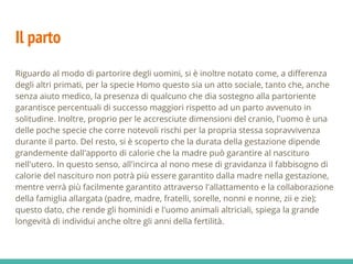 Il parto
Riguardo al modo di partorire degli uomini, si è inoltre notato come, a differenza
degli altri primati, per la specie Homo questo sia un atto sociale, tanto che, anche
senza aiuto medico, la presenza di qualcuno che dia sostegno alla partoriente
garantisce percentuali di successo maggiori rispetto ad un parto avvenuto in
solitudine. Inoltre, proprio per le accresciute dimensioni del cranio, l'uomo è una
delle poche specie che corre notevoli rischi per la propria stessa sopravvivenza
durante il parto. Del resto, si è scoperto che la durata della gestazione dipende
grandemente dall'apporto di calorie che la madre può garantire al nascituro
nell'utero. In questo senso, all'incirca al nono mese di gravidanza il fabbisogno di
calorie del nascituro non potrà più essere garantito dalla madre nella gestazione,
mentre verrà più facilmente garantito attraverso l'allattamento e la collaborazione
della famiglia allargata (padre, madre, fratelli, sorelle, nonni e nonne, zii e zie);
questo dato, che rende gli hominidi e l'uomo animali altriciali, spiega la grande
longevità di individui anche oltre gli anni della fertilità.
 