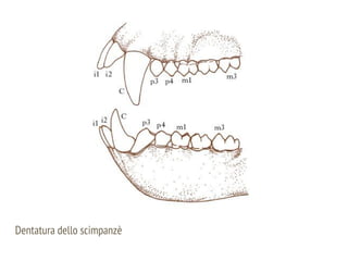 Dentatura dello scimpanzè
 