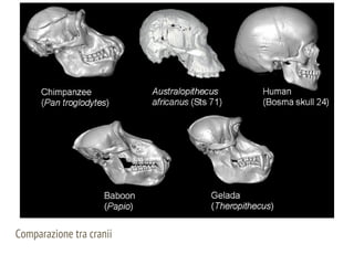 Comparazione tra cranii
 