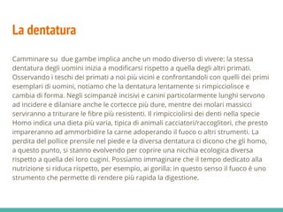 La dentatura
Camminare su due gambe implica anche un modo diverso di vivere: la stessa
dentatura degli uomini inizia a modificarsi rispetto a quella degli altri primati.
Osservando i teschi dei primati a noi più vicini e confrontandoli con quelli dei primi
esemplari di uomini, notiamo che la dentatura lentamente si rimpicciolisce e
cambia di forma. Negli scimpanzè incisivi e canini particolarmente lunghi servono
ad incidere e dilaniare anche le cortecce più dure, mentre dei molari massicci
serviranno a triturare le fibre più resistenti. Il rimpicciolirsi dei denti nella specie
Homo indica una dieta più varia, tipica di animali cacciatori/raccoglitori, che presto
impareranno ad ammorbidire la carne adoperando il fuoco o altri strumenti. La
perdita del pollice prensile nel piede e la diversa dentatura ci dicono che gli homo,
a questo punto, si stanno evolvendo per coprire una nicchia ecologica diversa
rispetto a quella dei loro cugini. Possiamo immaginare che il tempo dedicato alla
nutrizione si riduca rispetto, per esempio, ai gorilla: in questo senso il fuoco è uno
strumento che permette di rendere più rapida la digestione.
 