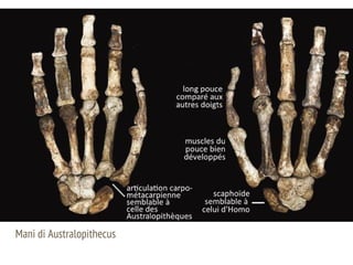 Mani di Australopithecus
 