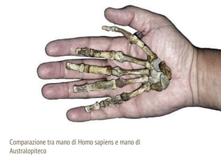 Comparazione tra mano di Homo sapiens e mano di
Australopiteco
 