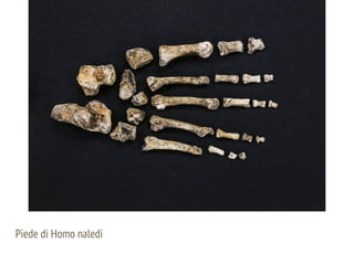 Piede di Homo naledi
 