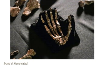 Mano di Homo naledi
 