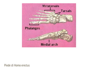 Piede di Homo erectus
 