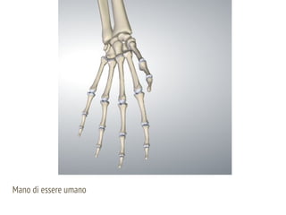 Mano di essere umano
 