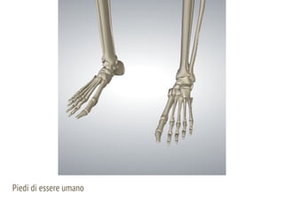 Piedi di essere umano
 