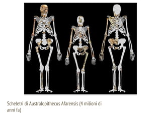 Scheletri di Australopithecus Afarensis (4 milioni di
anni fa)
 