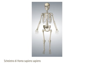 Scheletro di Homo sapiens sapiens
 