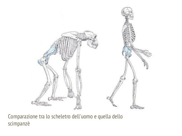 L'evoluzione della specie umana