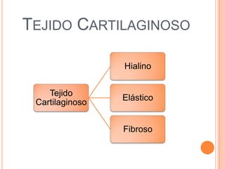 TEJIDO CARTILAGINOSO
Tejido
Cartilaginoso
Hialino
Elástico
Fibroso
 