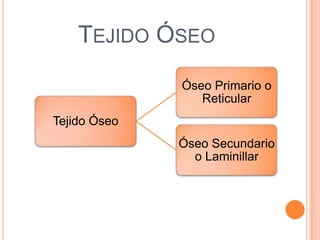 TEJIDO ÓSEO
Tejido Óseo
Óseo Primario o
Reticular
Óseo Secundario
o Laminillar
 