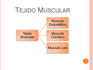 TEJIDO MUSCULAR
Tejido
Muscular
Músculo
Esquelético
Músculo
Cardiaco
Músculo Liso
 