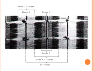 Banda H
Banda A u oscura
Sarcómera
Línea MLínea Z
Banda I o clara
 