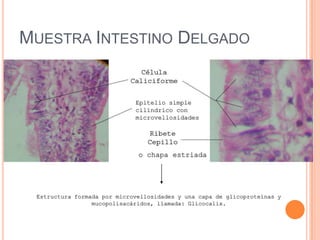MUESTRA INTESTINO DELGADO
Estructura formada por microvellosidades y una capa de glicoproteínas y
mucopolisacáridos, llamada: Glicocalix.
o chapa estriada
Epitelio simple
cilíndrico con
microvellosidades
 