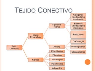 TEJIDO CONECTIVO
Tejido
Conectivo
Matriz
Extracelular
Figurada:
Fibras
Colágenas
(modelada/no
modelada)
Elásticas
(modelada/no
modelada)
Reticulares
Amorfa
GAGs+H2O
Proteoglicanos
Glicoproteínas
Células
Fibroblastos
Fibrocitos
Macrófagos
Plasmocitos
Adipocitos
 