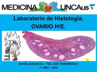 Laboratorio de Histología.
OVARIO H/E.
DANIEL BAGATOLI – TEC. SUP. PARAMEDICO
1° AÑO – 2020
 