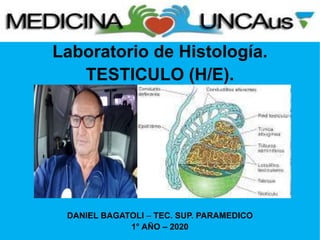 Laboratorio de Histología.
TESTICULO (H/E).
DANIEL BAGATOLI – TEC. SUP. PARAMEDICO
1° AÑO – 2020
 