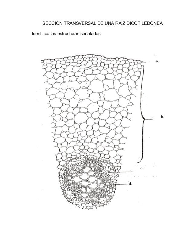 Laboratorio n.5