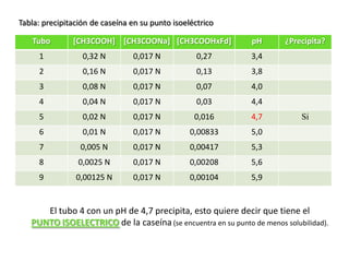 Tubo [CH3COOH] [CH3COONa] [CH3COOHxFd] pH ¿Precipita?
1 0,32 N 0,017 N 0,27 3,4
2 0,16 N 0,017 N 0,13 3,8
3 0,08 N 0,017 N 0,07 4,0
4 0,04 N 0,017 N 0,03 4,4
5 0,02 N 0,017 N 0,016 4,7 Si
6 0,01 N 0,017 N 0,00833 5,0
7 0,005 N 0,017 N 0,00417 5,3
8 0,0025 N 0,017 N 0,00208 5,6
9 0,00125 N 0,017 N 0,00104 5,9
El tubo 4 con un pH de 4,7 precipita, esto quiere decir que tiene el
PUNTO ISOELECTRICO de la caseína (se encuentra en su punto de menos solubilidad).
Tabla: precipitación de caseína en su punto isoeléctrico
 