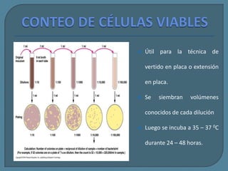 CONTEO DE CÉLULAS VIABLES<br />MÉTODO DE EXTENDIDO EN PLACA<br /><ul><li>Es el método de elección para anaerobios facultat...