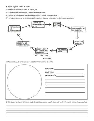 4. Tejido vegetal, células de elodea
1º− Extraer de la elodea un trozo de este tejido.
2º− Exponerlo en el portaobjetos y lavarlo con agua destilada.
3º− Aplicar un tinte para que sus células sean visibles y colocar el cubreobjetos.
4º− Acto seguido exponer en el microscopio la muestra y observar primero con su objetivo de rango menor
ACTIVIDAD
1. Observe dibuje, describa y compare las diferentes muestras de células.
MUESTRA: _______________________________
OBJETIVO: ______________________________
DESCRIPCIÓN_____________________________
_________________________________________
_________________________________________
_________________________________________
_________________________________________
_________________________________________
_________________________________________
_________________________________________
2. Escriba una conclusión de la observación de las células, comparando lo observado con la información bibliográfica consultada
______________________________________________________________________________________________
______________________________________________________________________________________________
______________________________________________________________________________________________
______________________________________________________________________________________________
______________________________________________________________________________________________
 